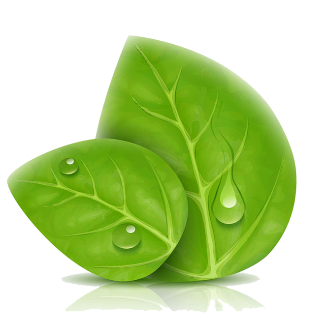 png素材透明素材png图片绿色水果鲜花植物干净栀子花树叶绿叶叶子芦荟