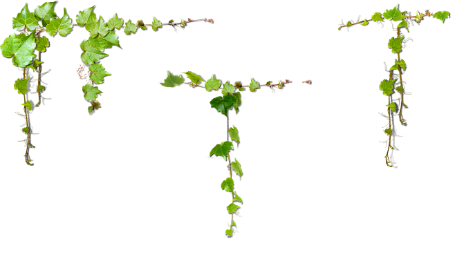 爬山虎 绿植 枝叶 PNG
