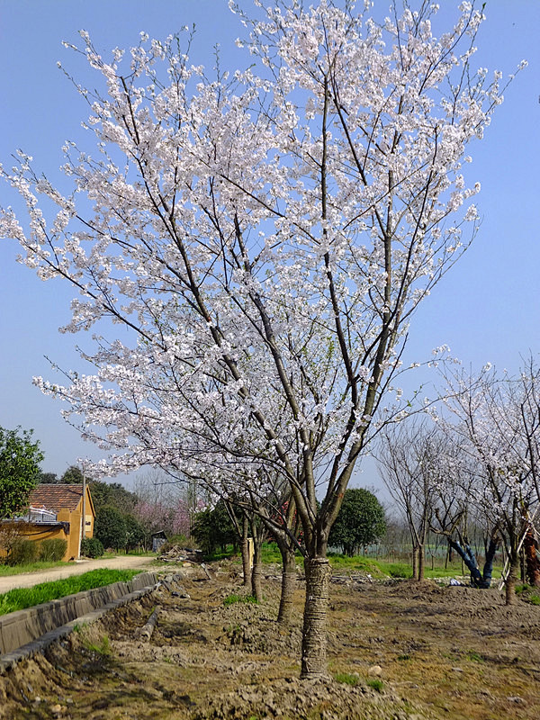 日本早樱2