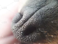 特写照片纹理上的狗的鼻子
