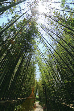 名礼SKY采集到竹子主题设计