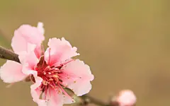 立春24节气高清桌面壁纸