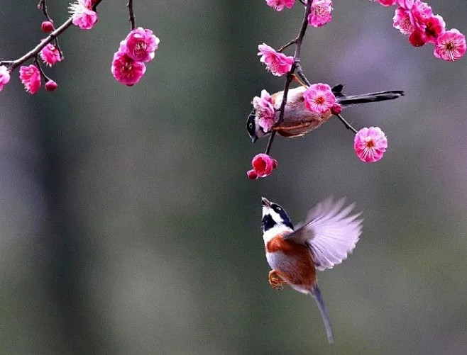 梅花【花中之魁】
众芳摇落独暄妍，占尽风...