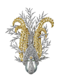 Buccellati Diamond Yellow Diamond Pearl Platinum Peacock Brooch I'd morph this into a fern brooch: 