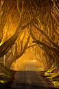 Wicked road trip!...It's called the Dark Hedges, a stand of birch trees between Belfast and Ballycourt in Northern Ireland