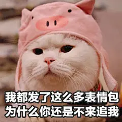 一组超可爱猫咪表情包呀 ​​​​