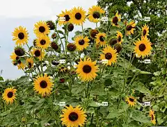 向日葵 花卉背景 花壁纸 性质 花朵 夏天 美丽的花朵 黄色