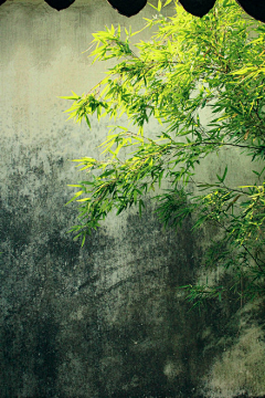 渭城朝雨浥輕塵采集到景色