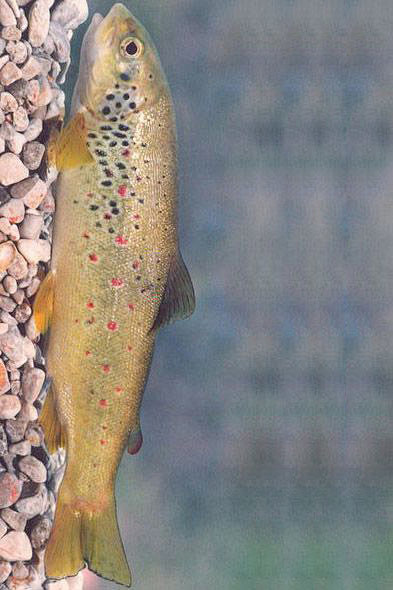 鲑形目鲑科钝吻鲑