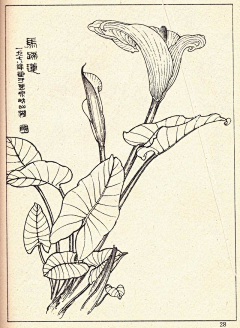 wfSlXbZ1采集到线描