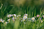 flowers-6206279_960_720.jpg (960×640)