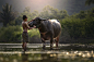 water buffalo by SIRISAK BAOKAEW on 500px
