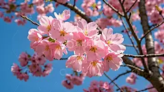 立春春天桃花风景摄影图高清模板免费下载-趣麦麦图