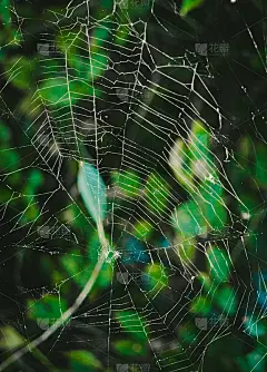 为万圣节的明信片。一个神秘的蜘蛛网