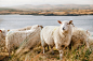 Photo by Julian Schiemann on Unsplash : While hiking in Connemara National Park we encountered a herd of sheep. One of them was attracted to the camera and did this beautiful pose in front of the bay.. Download this photo by Julian Schiemann on Unsplash