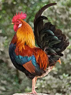其中包括图片：Regal Rooster Photos to Ring in the Lunar New Year!