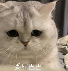 Arlin-G采集到表情包