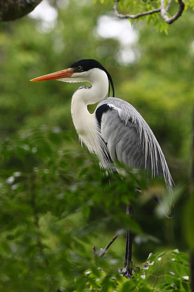 15:39:06鹈形目·鹭科·鹭属:黑冠白颈鹭鸟类云中的白头鹰该采集也在
