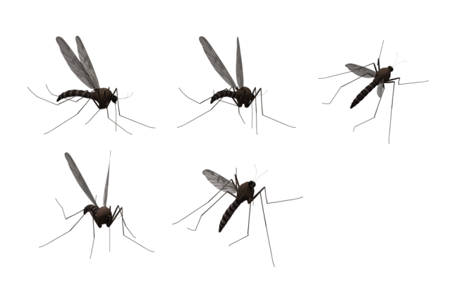 蚊子