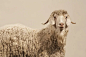 安哥拉山羊,羊毛,部分,彩色背景,有蹄哺乳动物图片图片素材_ID:VCG41200468722-001