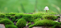苔藓,文艺,微距,蘑菇,海报banner,摄影,风景图库,png图片,,图片素材,背景素材,73584北坤人素材@北坤人素材