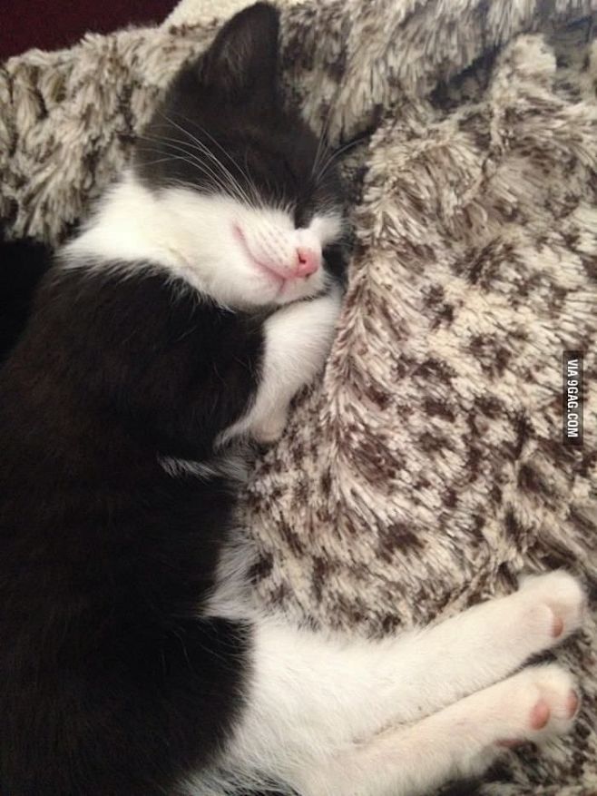 Kitten sleeps with h...