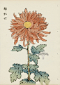 from Art of the Japanese Chrysanthemum