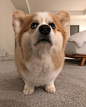 柯基Tibby ins：tibbythecorgi ​​​​