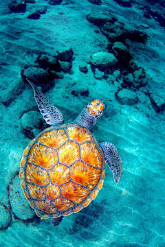 波咔叽采集到水生物