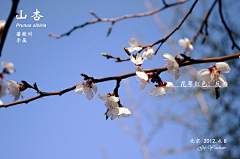Ut1lVytz采集到花卉