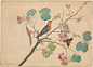 An Orange–headed Ground Thrush and a Death's-head Moth on an Orchid Branch
Shaikh Zain al–Din 
Object Name: Illustrated album leaf Date: 1778 Geography: India