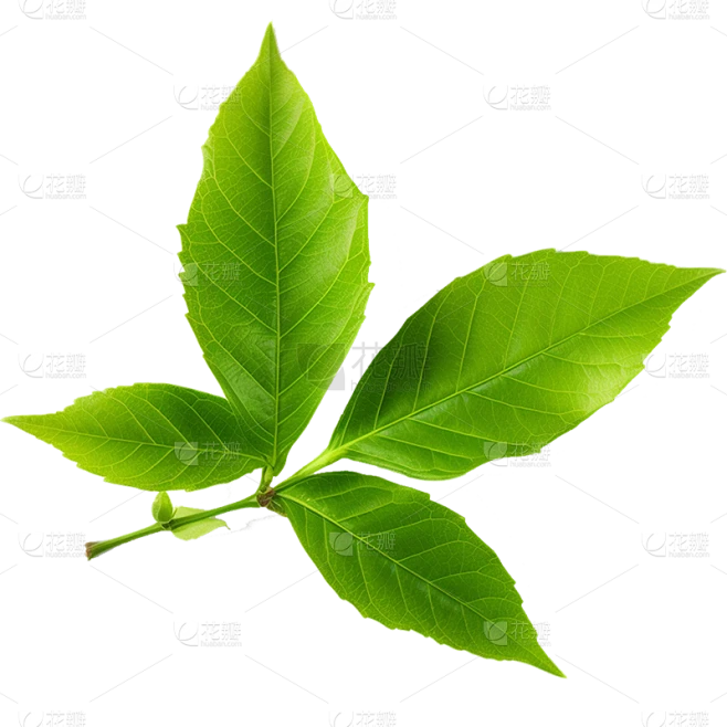 通用绿色树叶植物叶子元素贴纸素材-花瓣网