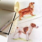 名贵犬种高清素材 设计图片 免费下载 页面网页 平面电商 创意素材 png素材