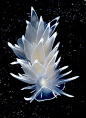 White Lined Dirona Nudibranch