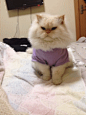 收听
猫宠族: 这货反应有点小迟钝啊，果然是娇生惯养了~~@松花儿圆  