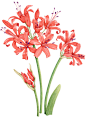 Nerines illustration