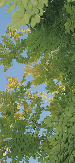 平铺壁纸 手机壁纸 夏天 