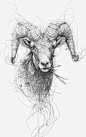素描山羊图宝宝 https://bao16.com 手绘山羊 线条 动物 绵羊 羊角 山羊插画