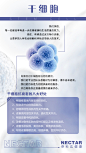 干细胞