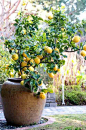 Container Gardening – Growing A Lemon Tree