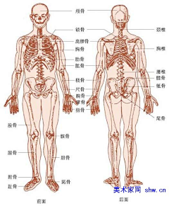 兔八哥ToT采集到人体结构