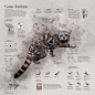 Gato Andino Infographic