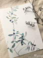 #手绘作品# 水彩植物，作者@mdol- ​ ​​​​ 