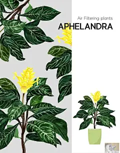s2453手绘绿植水彩插画植物插图盆栽芦荟叶子背景高清PSD设计素材-淘宝网