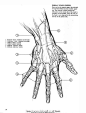 动态素描_手部结构(3) | 火神CG工场 | 火神培训
