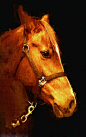 webp.webp (1)