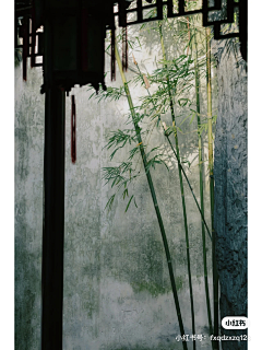 cotqpiEW采集到植物