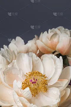 白色光滑的花瓣和黄色的雌蕊在盛开的牡丹花