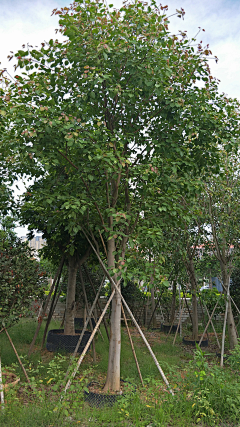 严老师（植栽设计）采集到植物品种