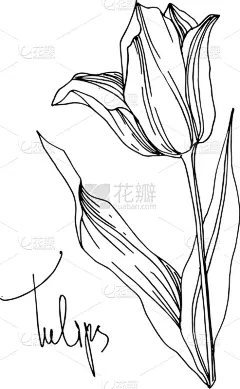 郁金香,植物学,黑色,仅一朵花,铅笔,壁纸,植物群,春天,花